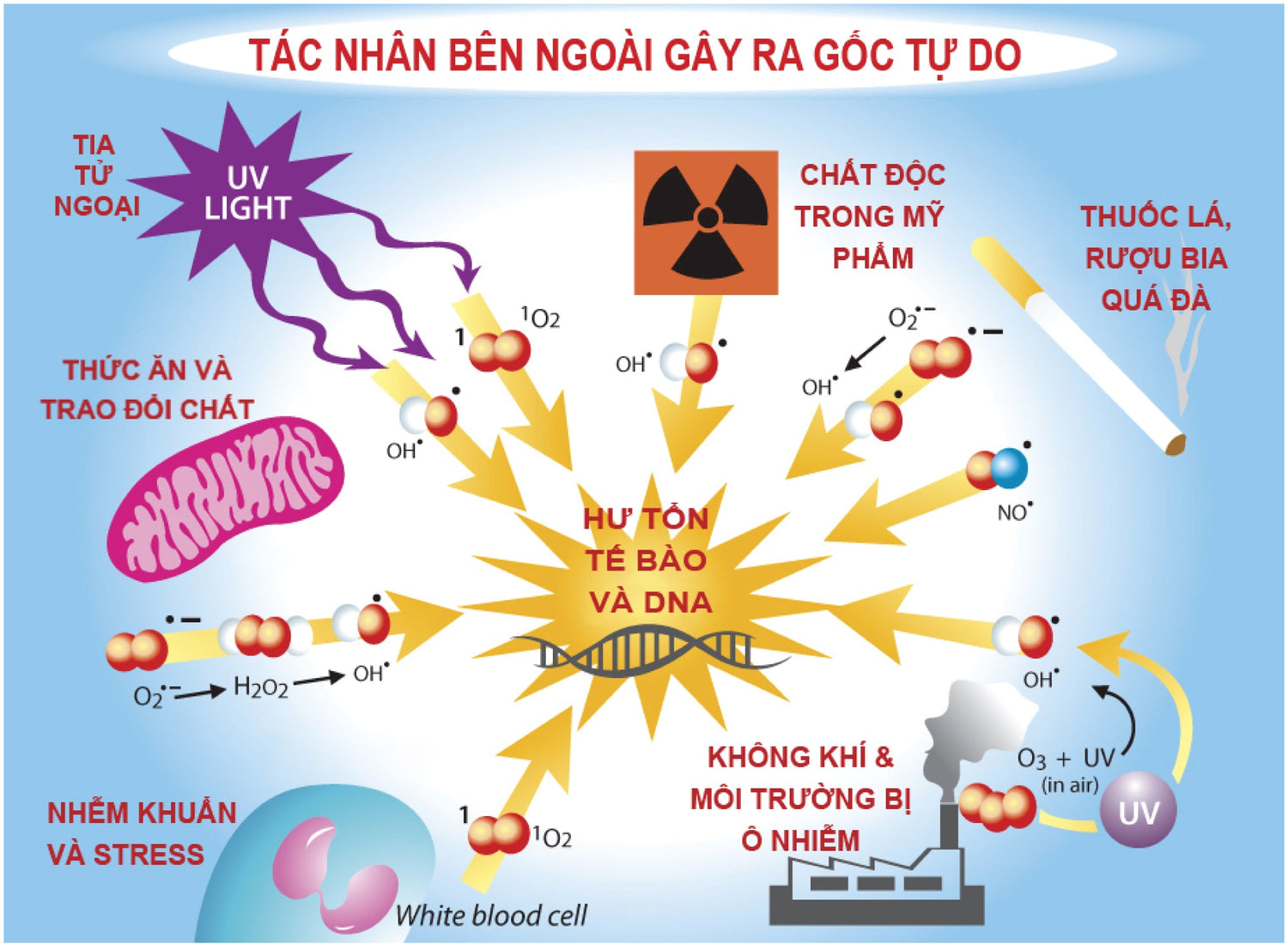 Chống oxy hóa tế bào bằng Linh Chi đỏ – Vũ khí chống lại lão hóa và bệnh tật