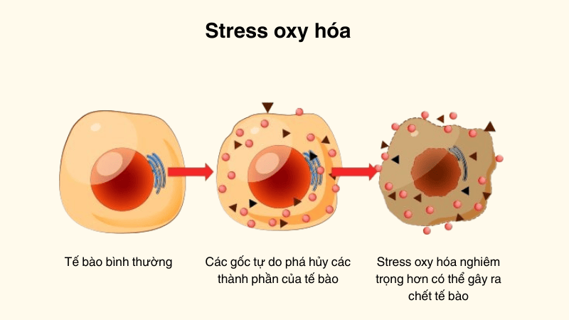 Stress oxy hóa: “Thủ phạm thầm lặng” khiến bạn mệt mỏi mãn tính và cách ngăn chặn