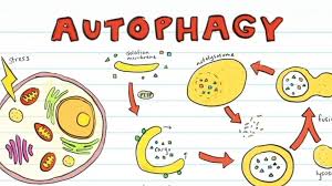 Cơ chế tự làm sạch tế bào suy giảm theo tuổi tác như thế nào, cách cải thiện ra sao?