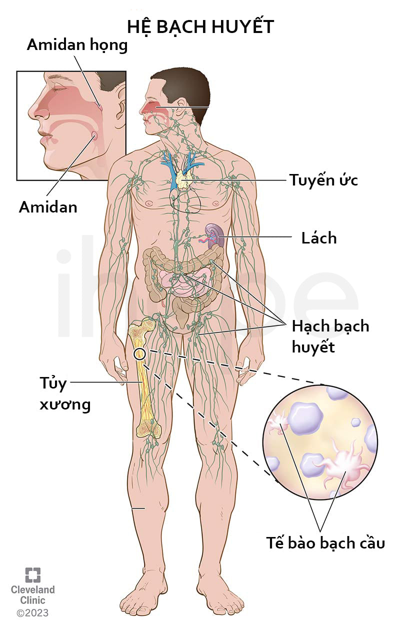Ngoài việc giải độc gan cần phải làm gì để thải độc?