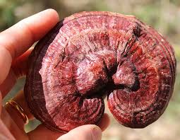 Trà Linh Chi Nhất Long – Giải pháp tăng cường sức khỏe mỗi ngày