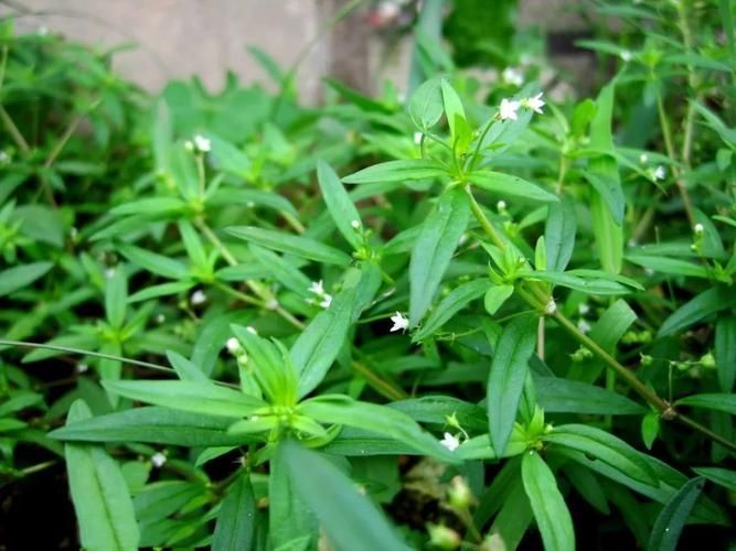 Bí quyết hỗ trợ tăng cường miễn dịch và ức chế tế bào bất thường từ thảo dược