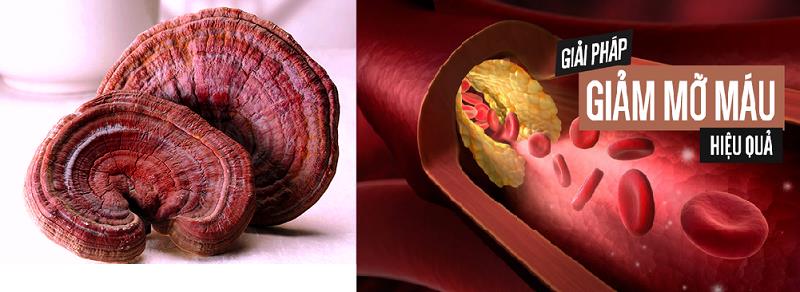 Uống Trà Linh Chi Nhất Long Có Tốt Cho Người Mỡ Máu Cao Không?