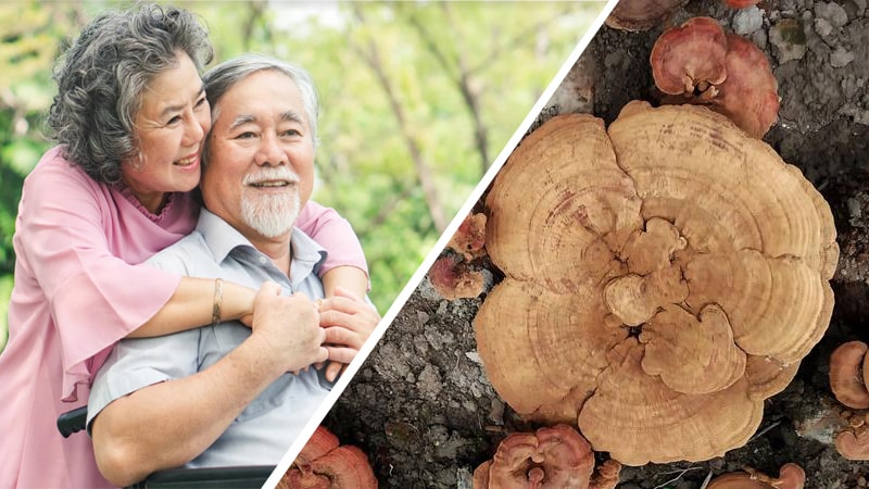 Trà Linh Chi Nhất Long – Bí quyết chăm sóc sức khỏe cho người trung tuổi